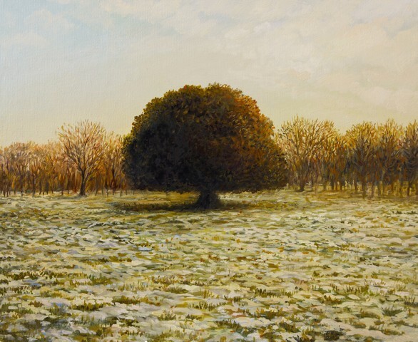 Holm Oak Tree in the end of the winter, with patches of snow in the park